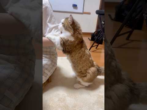 またこんなんにさせてん(YouTube)
