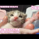 6月には里親様募集できるかな とっても可愛くて元気です   ゴミ箱に棄てられた子猫 キンちゃん(YouTube)