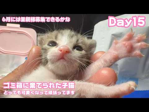 6月には里親様募集できるかな とっても可愛くて元気です   ゴミ箱に棄てられた子猫 キンちゃん(YouTube)