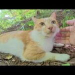茶シロ猫がトコトコと近寄ってきて、喉をゴロゴロと鳴らしながらモフられる(YouTube)