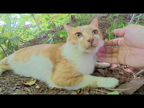 茶シロ猫がトコトコと近寄ってきて、喉をゴロゴロと鳴らしながらモフられる(YouTube)