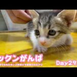 きょうもチックン頑張りました  ゴミ箱に棄てられたキンと訳ありで保護されたクリ  Day29,36  2026 05 15 2(YouTube)