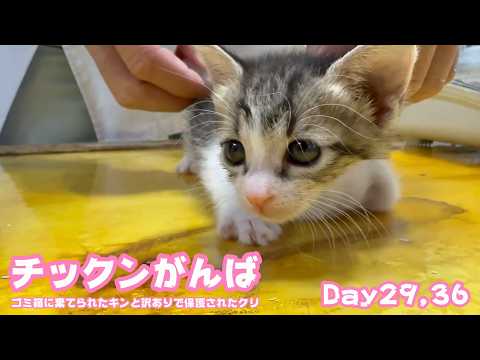 きょうもチックン頑張りました  ゴミ箱に棄てられたキンと訳ありで保護されたクリ  Day29,36  2026 05 15 2(YouTube)
