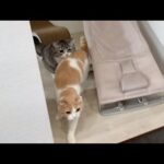 朝から元気すぎていつまでも子猫な猫たちの対処法に困ってます…笑(YouTube)