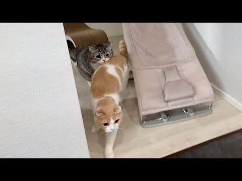 朝から元気すぎていつまでも子猫な猫たちの対処法に困ってます…笑(YouTube)