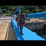 【猫島到着】フェリーを降りると桟橋まで猫がお出迎えに来てくれた…(YouTube)