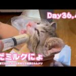 アタチまだまだミルクにょ  ゴミ箱に棄てられたキンと訳ありで保護されたクリ  Day36,43   2026 05 22 1(YouTube)