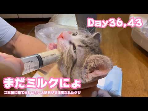 アタチまだまだミルクにょ  ゴミ箱に棄てられたキンと訳ありで保護されたクリ  Day36,43   2026 05 22 1(YouTube)