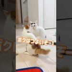 珍しくチロとトロが喧嘩してました⚡️ #shorts(YouTube)