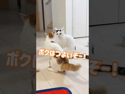 珍しくチロとトロが喧嘩してました⚡️ #shorts(YouTube)