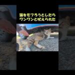 猫をモフろうとしたらワンワンと吠えられた #猫 #ねこ #cat(YouTube)