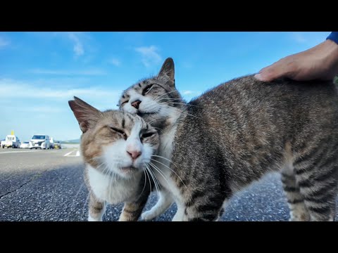 駐車場にいた猫の仲良しコンビがカワイイ(YouTube)