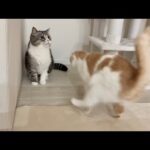夜になると猫たちが狂ったようなテンションで暴れるので寝れません、、(YouTube)