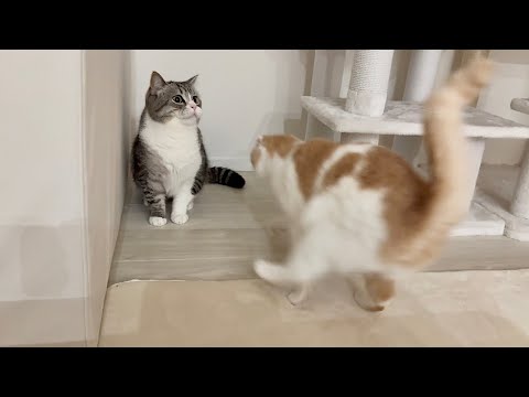 夜になると猫たちが狂ったようなテンションで暴れるので寝れません、、(YouTube)