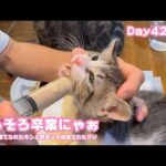 そろそろ卒業ニにゃぁ  ゴミ箱に棄てられたキンと訳ありで保護されたクリ  Day42,49  2026 05 29 1(YouTube)
