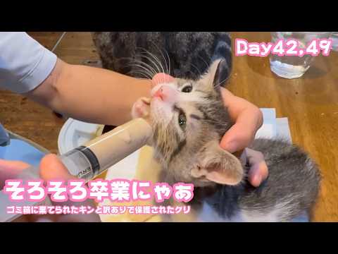 そろそろ卒業ニにゃぁ  ゴミ箱に棄てられたキンと訳ありで保護されたクリ  Day42,49  2026 05 29 1(YouTube)