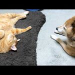 柴犬が大好きな猫はお返事しながら駆け寄りそばでお座りしちゃいます(YouTube)