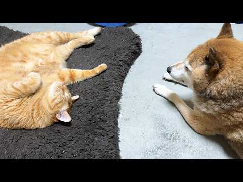 柴犬が大好きな猫はお返事しながら駆け寄りそばでお座りしちゃいます(YouTube)