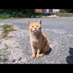 休憩してたら神社猫が来た…『もう一回神社行こう！』まさかのお誘いが可愛すぎた(YouTube)