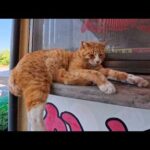 カニ料理屋さんの勝手口でひと休み…看板猫たちの秘密の休憩所が癒しすぎた(YouTube)