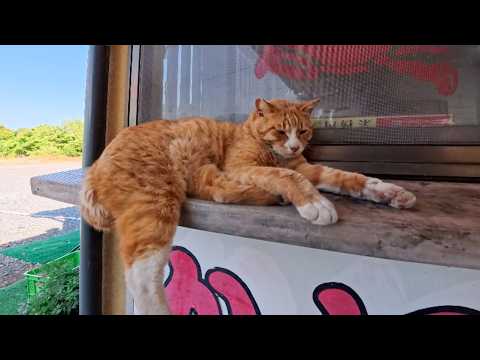 カニ料理屋さんの勝手口でひと休み…看板猫たちの秘密の休憩所が癒しすぎた(YouTube)
