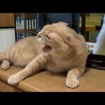 「テレビが見えへん」と言われて逆ギレする猫(YouTube)