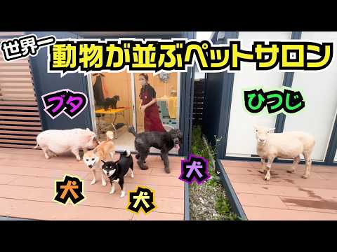 たぶん世界一動物が並ぶペットサロンがこちらです(YouTube)