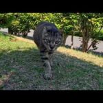 公園の猫ちゃん、植込みの後ろからノッシノッシ歩いてきた(YouTube)