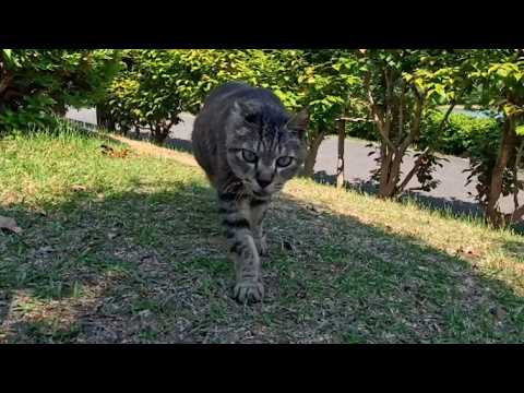 公園の猫ちゃん、植込みの後ろからノッシノッシ歩いてきた(YouTube)