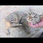 キジトラ猫と一緒に庭園を散歩していたらスズメバチに遭遇した(YouTube)