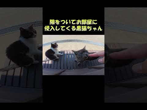 隙をついてお部屋に侵入してくる黒猫ちゃん #猫 #ねこ #cat(YouTube)