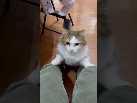 いーたーいーたーぃつめー(YouTube)