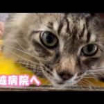 急遽病院へ！ クゥちゃん  2026 05 20 1(YouTube)