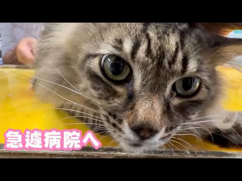 急遽病院へ！ クゥちゃん  2026 05 20 1(YouTube)