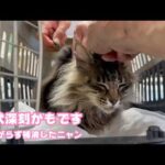 病状深刻かも知れません  お熱下がらず補液したニャン   2026 05 21 2(YouTube)