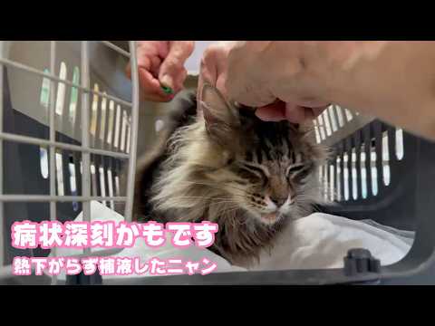 病状深刻かも知れません  お熱下がらず補液したニャン   2026 05 21 2(YouTube)