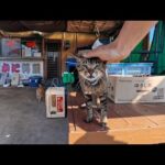 カニ料理屋さんに屯する猫たちをナデナデすると懐いてくる猫が居て癒やされる(YouTube)