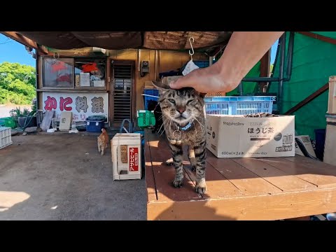 カニ料理屋さんに屯する猫たちをナデナデすると懐いてくる猫が居て癒やされる(YouTube)