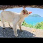 コバルトブルーの海を眺めながらノビノビと暮らす猫達(YouTube)