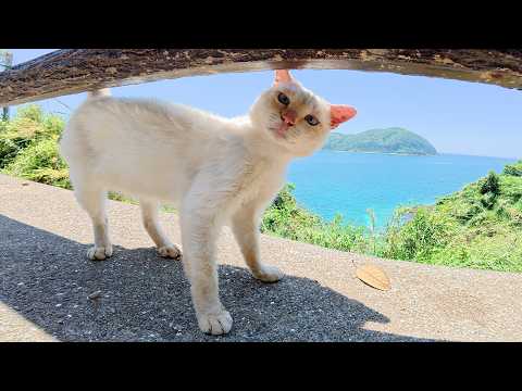 コバルトブルーの海を眺めながらノビノビと暮らす猫達(YouTube)