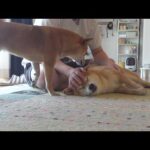 柴犬の寝不足、原因を探ると急展開へ。(YouTube)