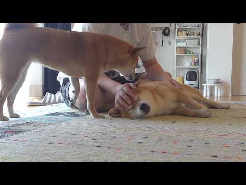 柴犬の寝不足、原因を探ると急展開へ。(YouTube)