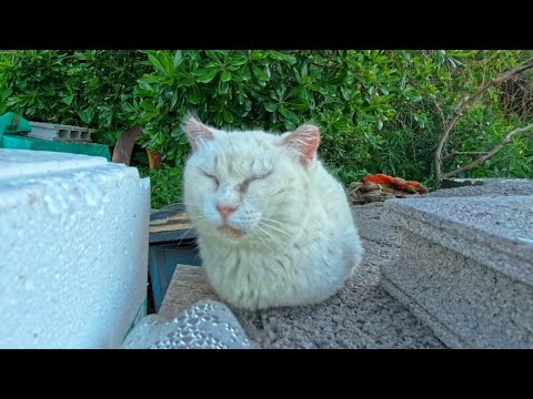 駐車場奥の白猫地帯、みんな逃げていくけどいつものあの猫だけは大人しく撫でられてカワイイ(YouTube)