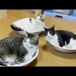 満員御礼の猫鍋に入りたくて順番待ちする出遅れた猫(YouTube)