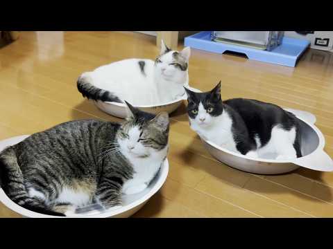 満員御礼の猫鍋に入りたくて順番待ちする出遅れた猫(YouTube)