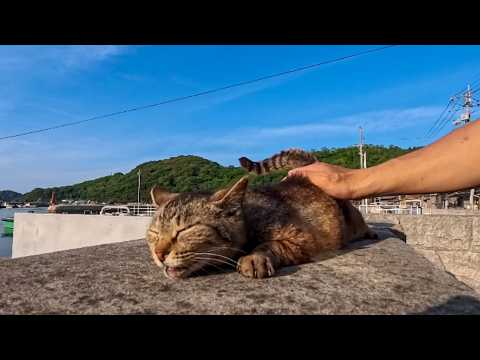 夕暮れの港でフェリー待ち…突然猫ちゃんが遊びに来てくれて癒された(YouTube)