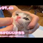 あたちかわいいかちら  ゴミ箱に棄てられたキンと訳ありで保護されたクリ  Day39,46  2026 05 26 1(YouTube)