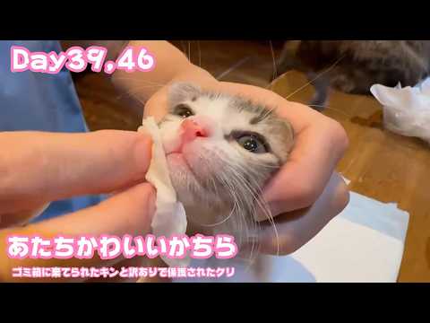 あたちかわいいかちら  ゴミ箱に棄てられたキンと訳ありで保護されたクリ  Day39,46  2026 05 26 1(YouTube)