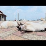 三毛猫とタヌキ猫がゴロンゴロンと転げ回って甘えてきた(YouTube)