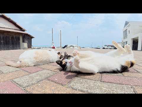 三毛猫とタヌキ猫がゴロンゴロンと転げ回って甘えてきた(YouTube)